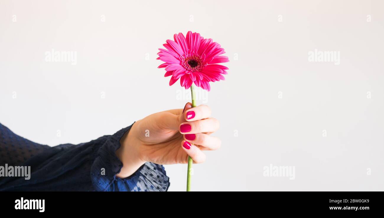 Belle fleur rose gerbera à la main femelle Banque D'Images