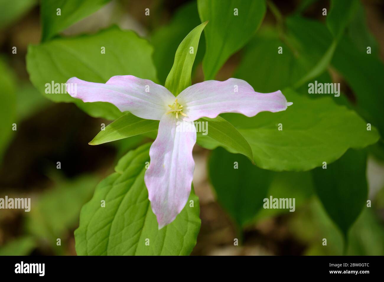 Un seul Trillium blanc (Trullium grandiflorum) en pleine floraison dans la forêt. Pétales fins de la partie inférieure en phase moyenne commençant à montrer une coloration rose Banque D'Images Un seul Trillium blanc (Trullium grandiflorum) en pleine floraison dans la forêt. Pétales fins de la partie inférieure en phase moyenne commençant à montrer une coloration rose Banque D'Images
