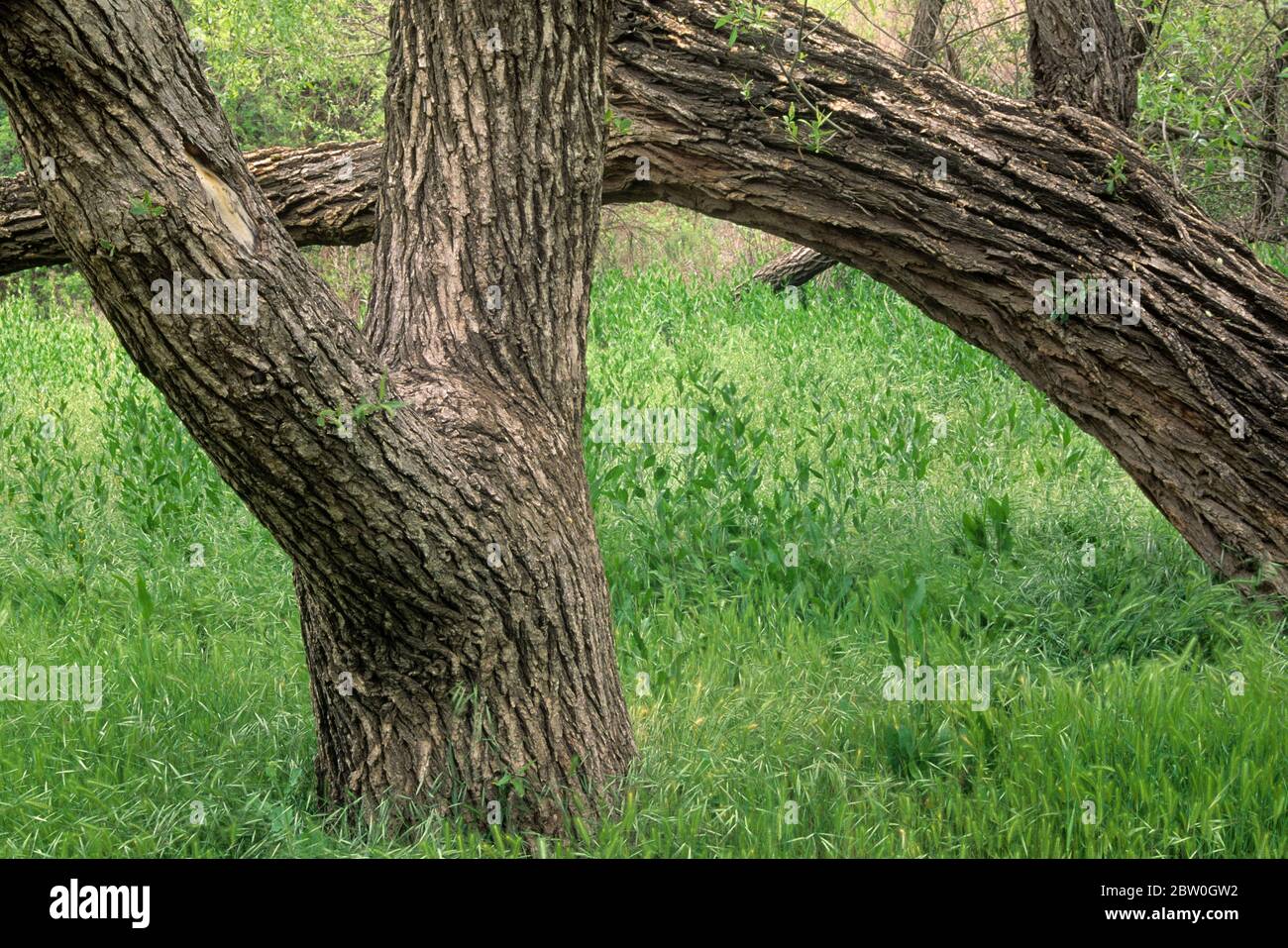 Willow Trunk, Paramount Ranch, zone de loisirs nationale des montagnes de Santa Monica, Californie Banque D'Images