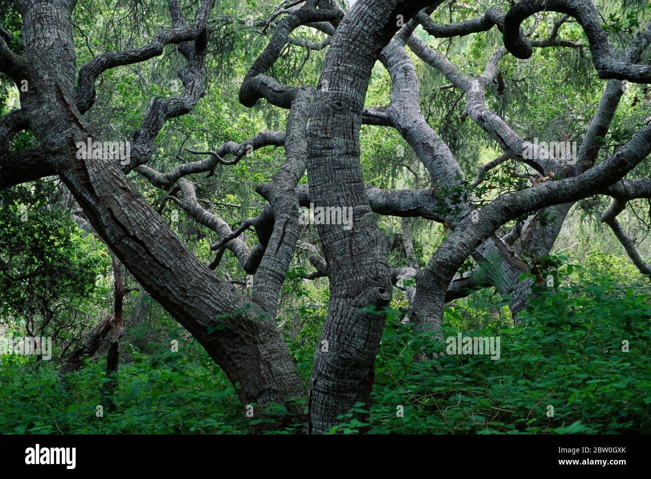 Forêt de chênes lièges Los Osos, état, Californie Banque D'Images