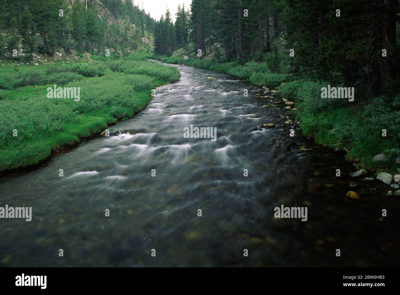 Lee Vining Creek, Inyo National Forest, Californie Banque D'Images
