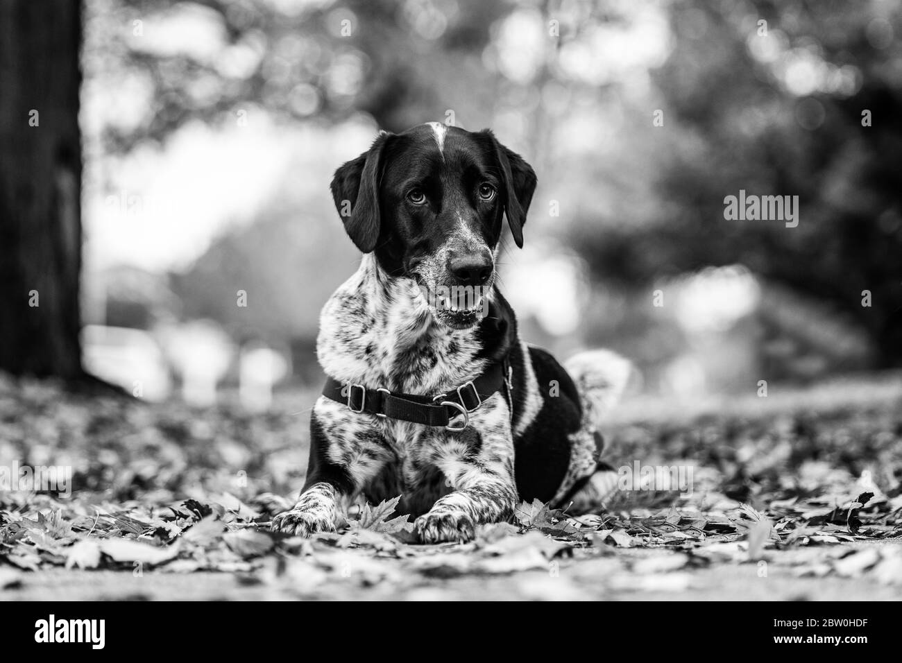 Un chien noir et blanc qui se pose dans des feuilles d'automne colorées. Noir et blanc. Banque D'Images