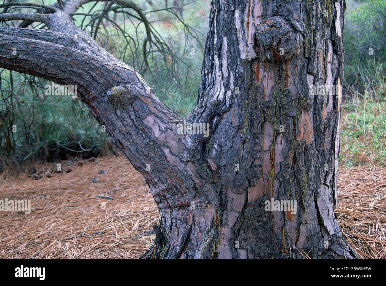 Tronc de pin Torrey, réserve d'État de Torrey Pines, Californie Banque D'Images