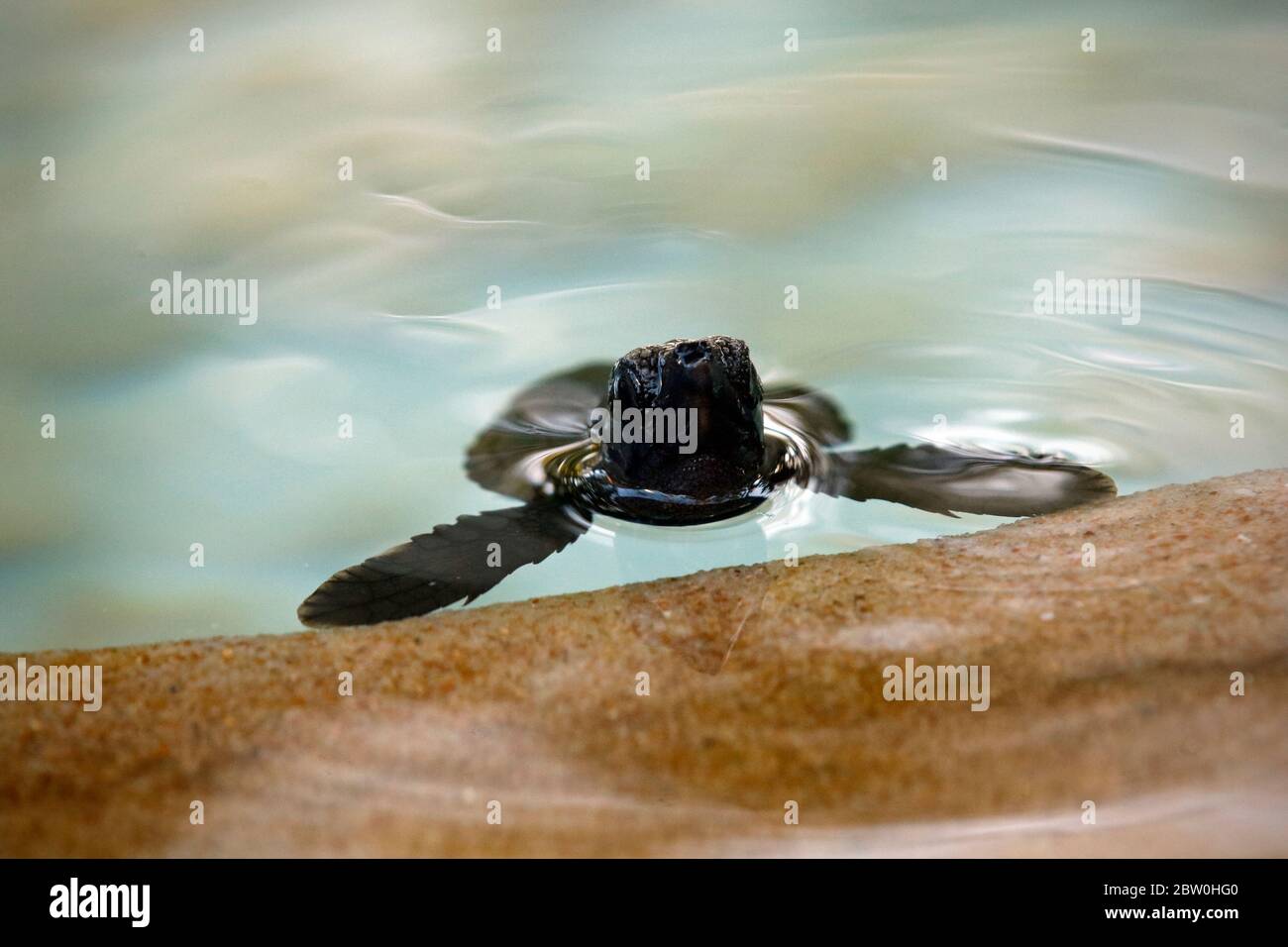 Petite tortue de mer à l'éclosion, espèce de tête de germe (carretta caretta), sur la piscine de secours pour le nid de recherche à la plage Praia do forte sur la côte de Bahia, Brésil Banque D'Images
