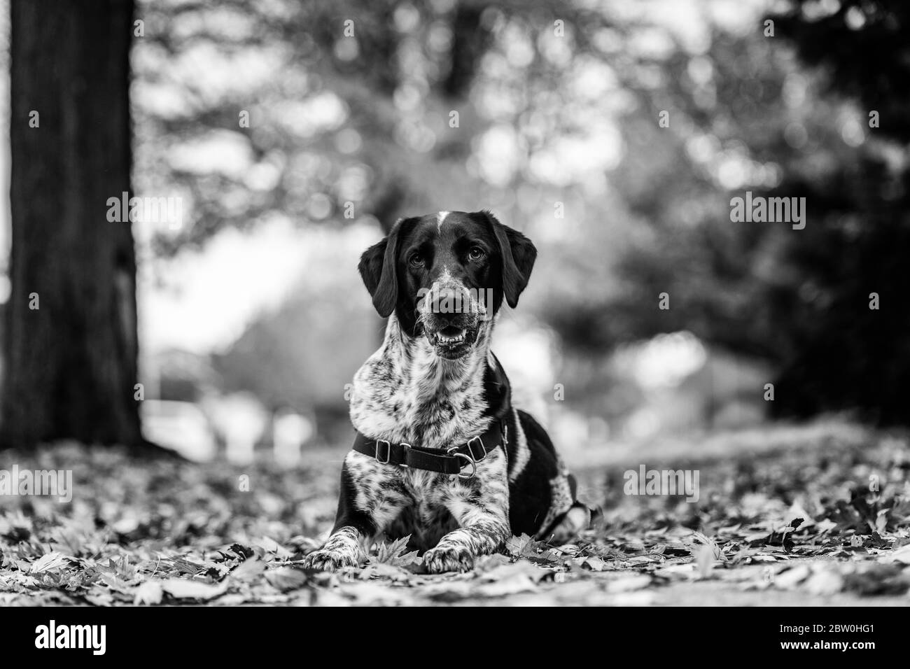 Un chien noir et blanc qui se pose dans des feuilles d'automne colorées. Noir et blanc. Banque D'Images Un chien noir et blanc qui se pose dans des feuilles d'automne colorées. Noir et blanc. Banque D'Images