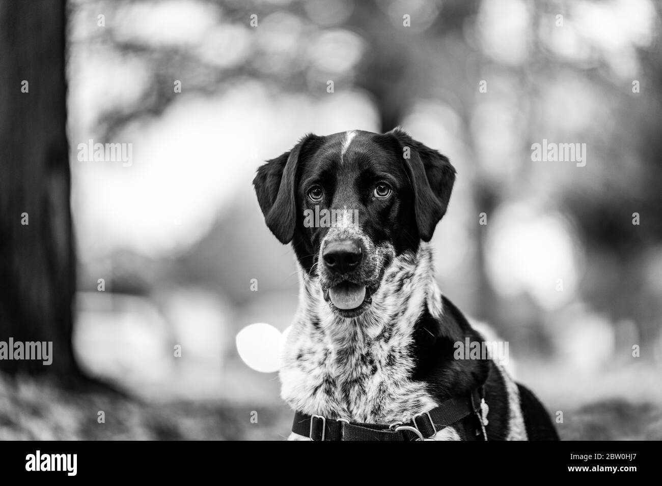 Un chien noir et blanc qui se pose dans des feuilles d'automne colorées. Noir et blanc. Banque D'Images Un chien noir et blanc qui se pose dans des feuilles d'automne colorées. Noir et blanc. Banque D'Images