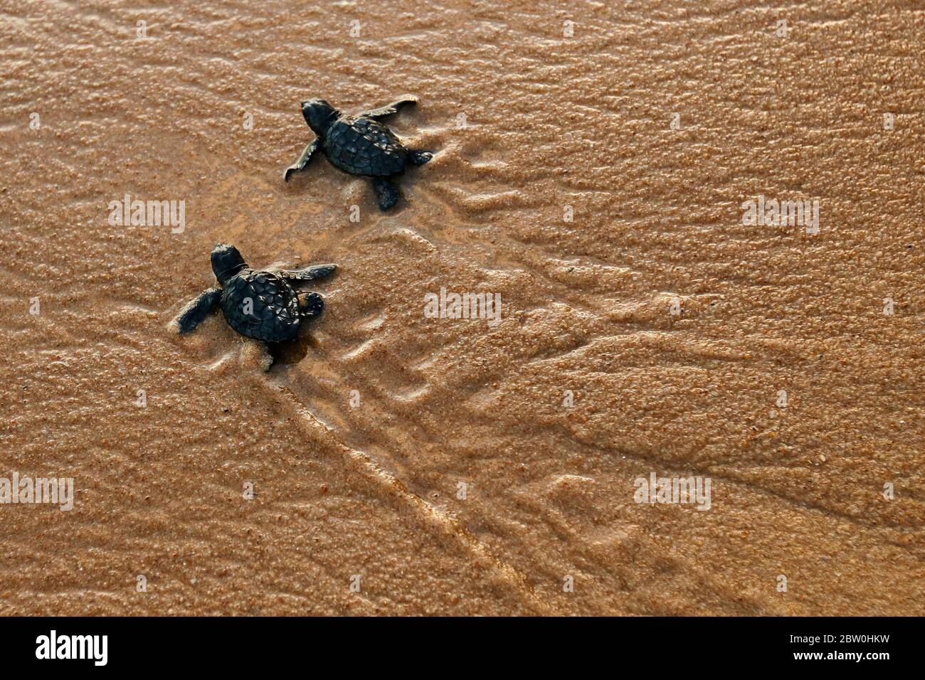 Petite tortue de mer, espèce de germe (carretta caretta), rampant à la mer après avoir quitté le nid à Praia do forte Beach sur la côte de Bahia, Brésil Banque D'Images