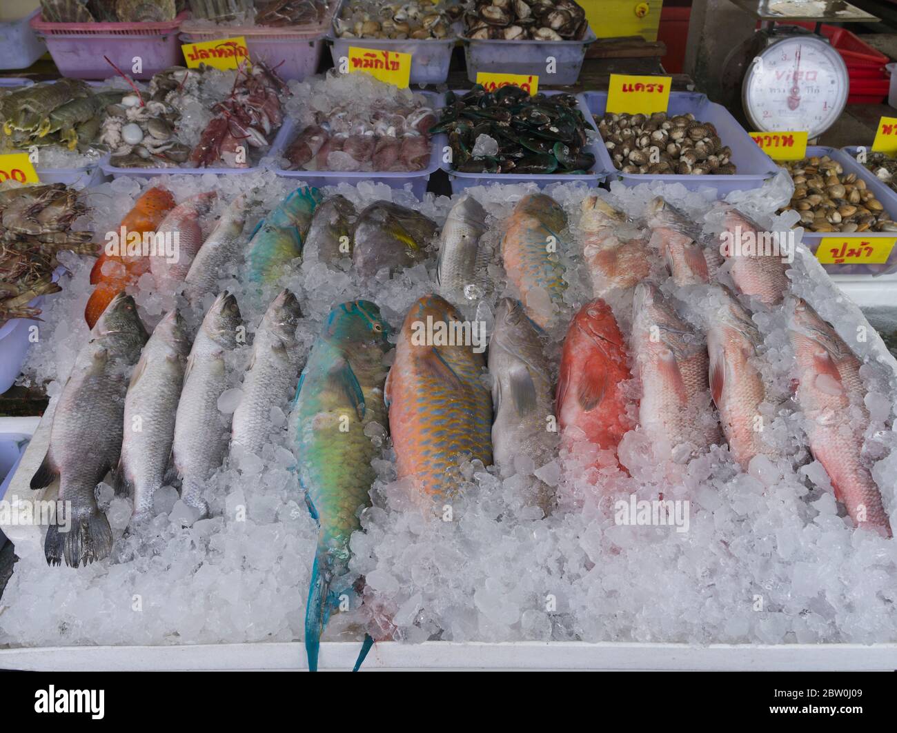 dh Rawai Thai Fish market PHUKET THAÏLANDE les pêcheurs colorés produisent des poissons emballés de glace stalle de fruits de mer marchés poissonniers Banque D'Images