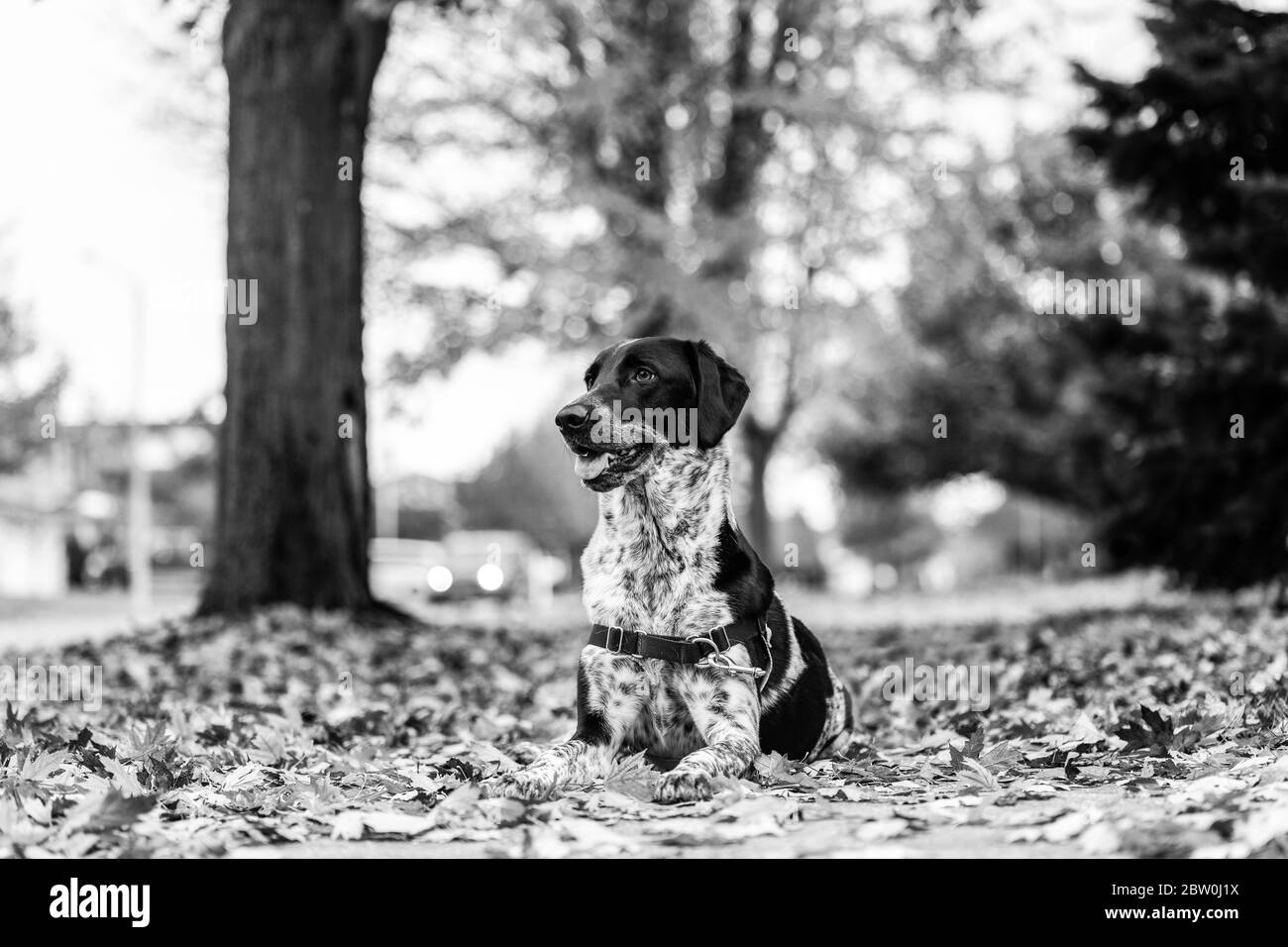 Un chien noir et blanc qui se pose dans des feuilles d'automne colorées. Noir et blanc. Banque D'Images Un chien noir et blanc qui se pose dans des feuilles d'automne colorées. Noir et blanc. Banque D'Images