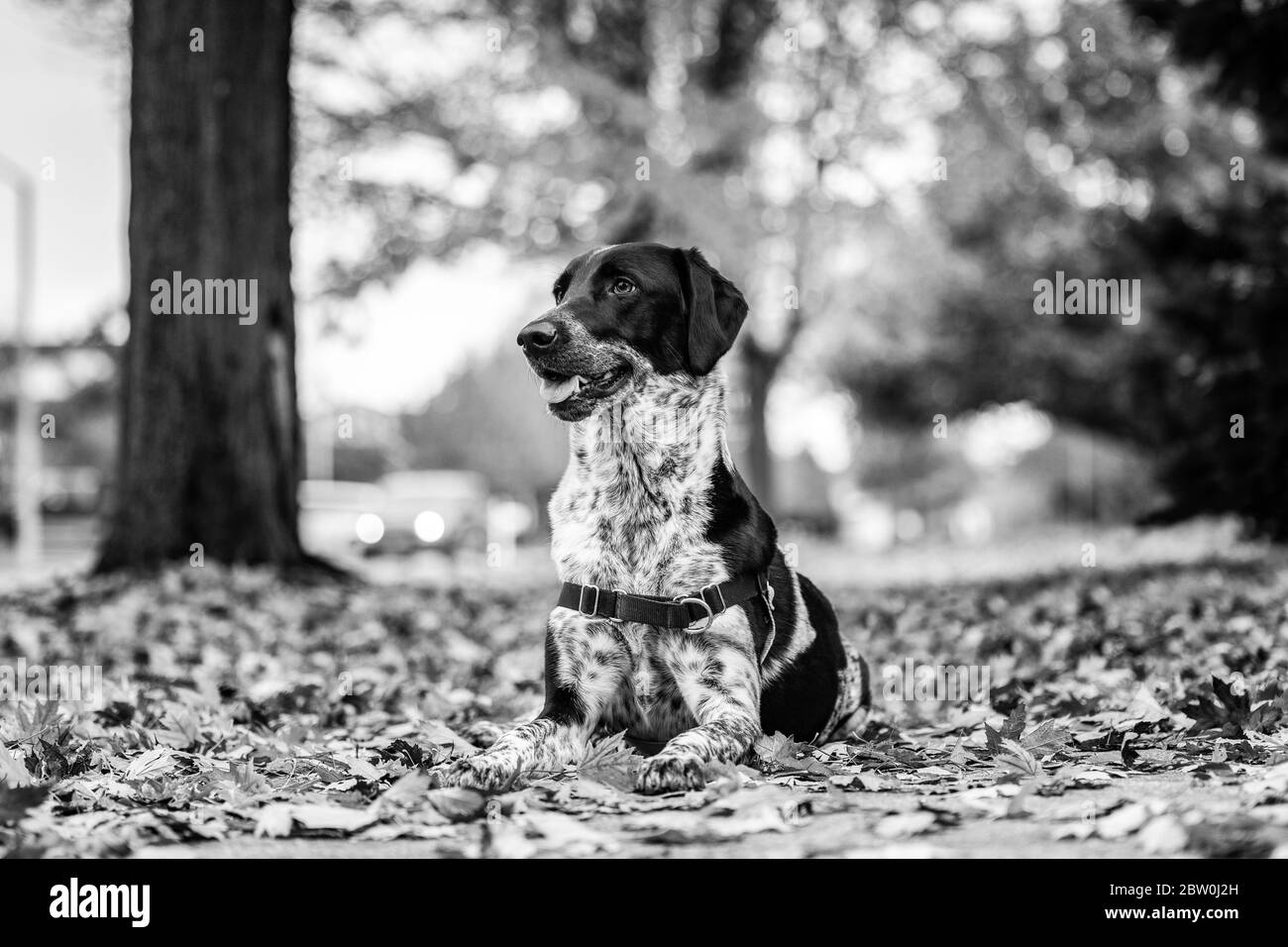 Un chien noir et blanc qui se pose dans des feuilles d'automne colorées. Noir et blanc. Banque D'Images