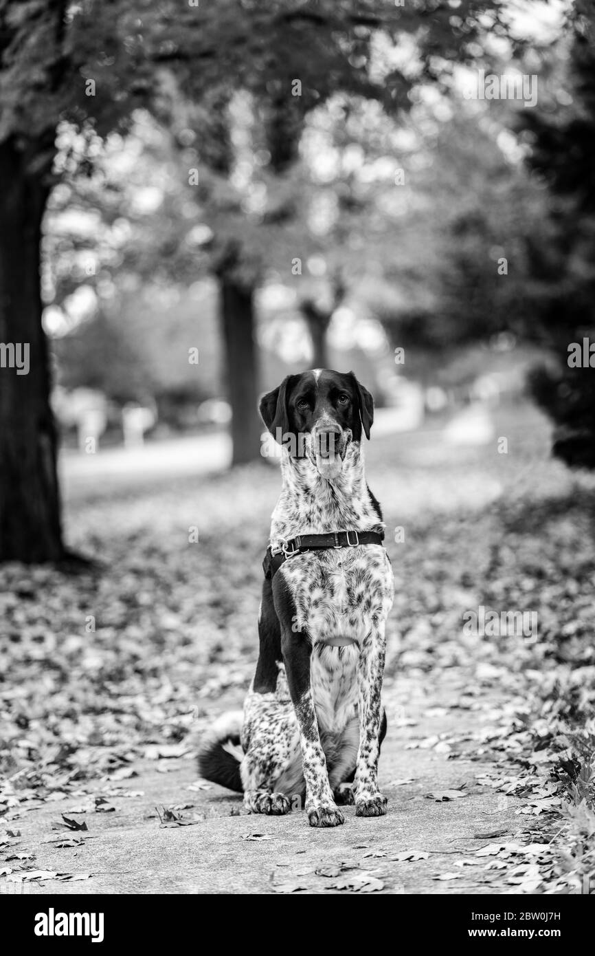 Chien noir et blanc assis dans les feuilles d'automne. Noir et blanc. Banque D'Images Chien noir et blanc assis dans les feuilles d'automne. Noir et blanc. Banque D'Images