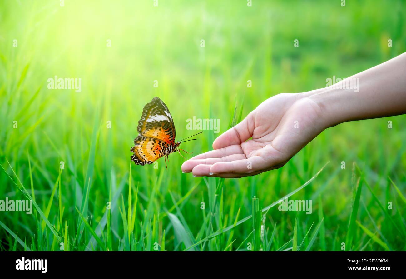 Un papillon vole sur la main d'une femme dans un pré luxuriant. Banque D'Images