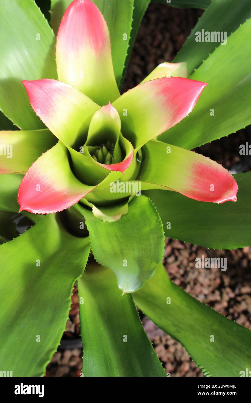 belle plante tropicale délicate avec pétales roses Photo Stock - Alamy