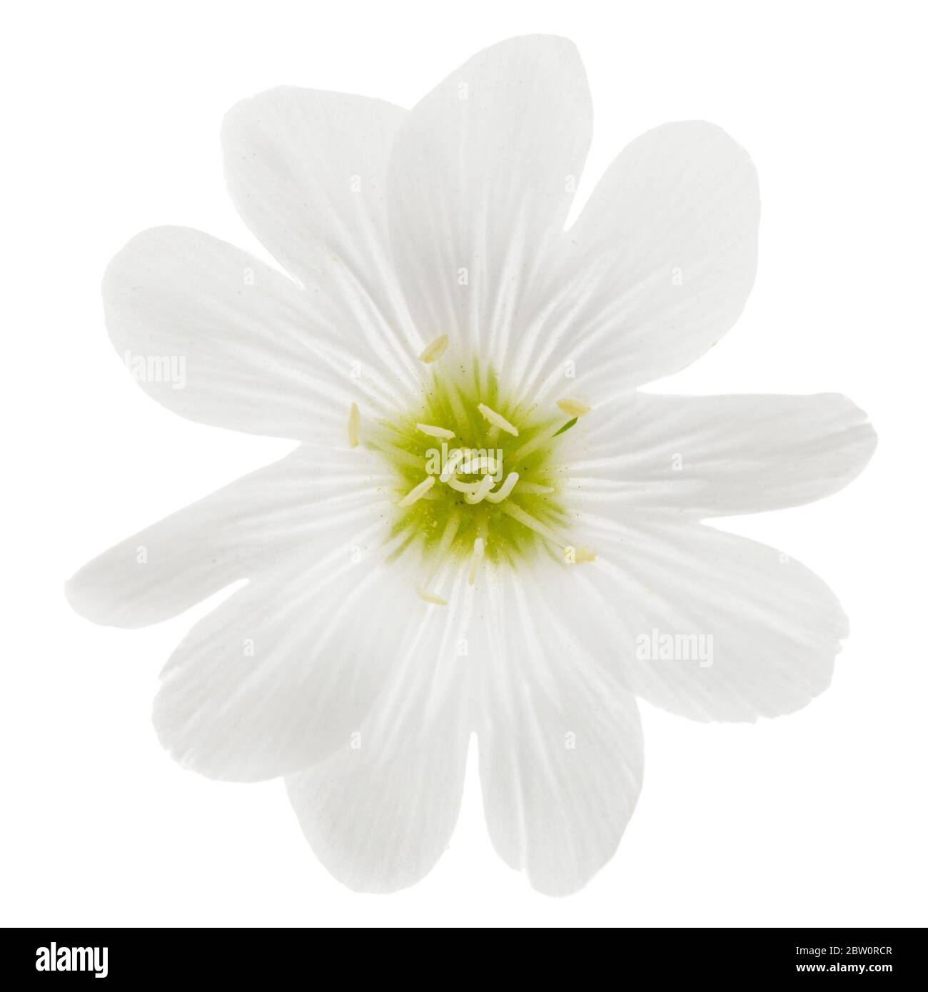 Fleur blanche de Cerastium, isolée sur fond blanc Banque D'Images