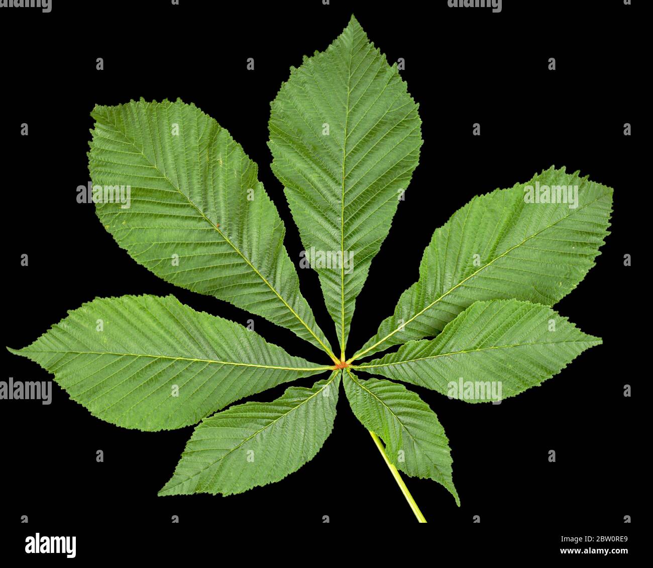 Feuilles de châtaignier vertes (Aesculus hippocastanum), isolées sur fond noir Banque D'Images
