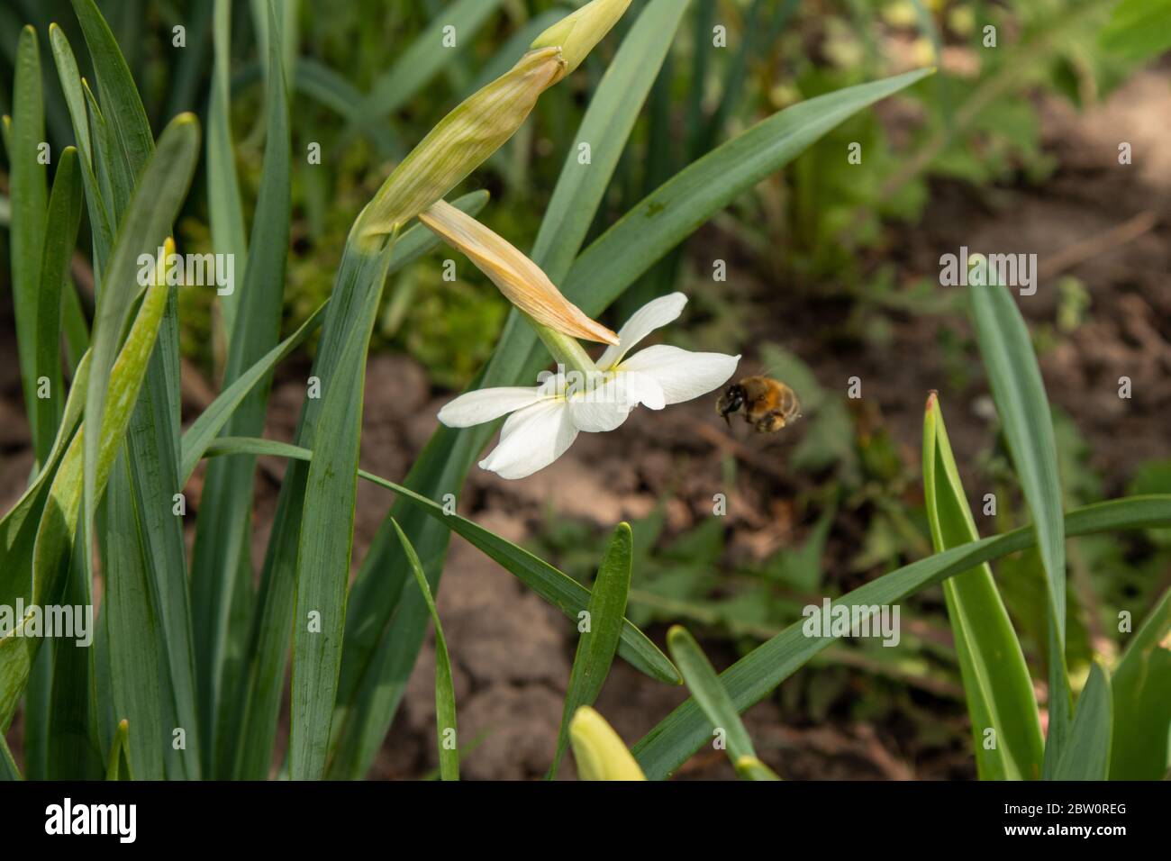 Jonquille blanche avec bourdon. Pollinisation des fleurs. Banque D'Images