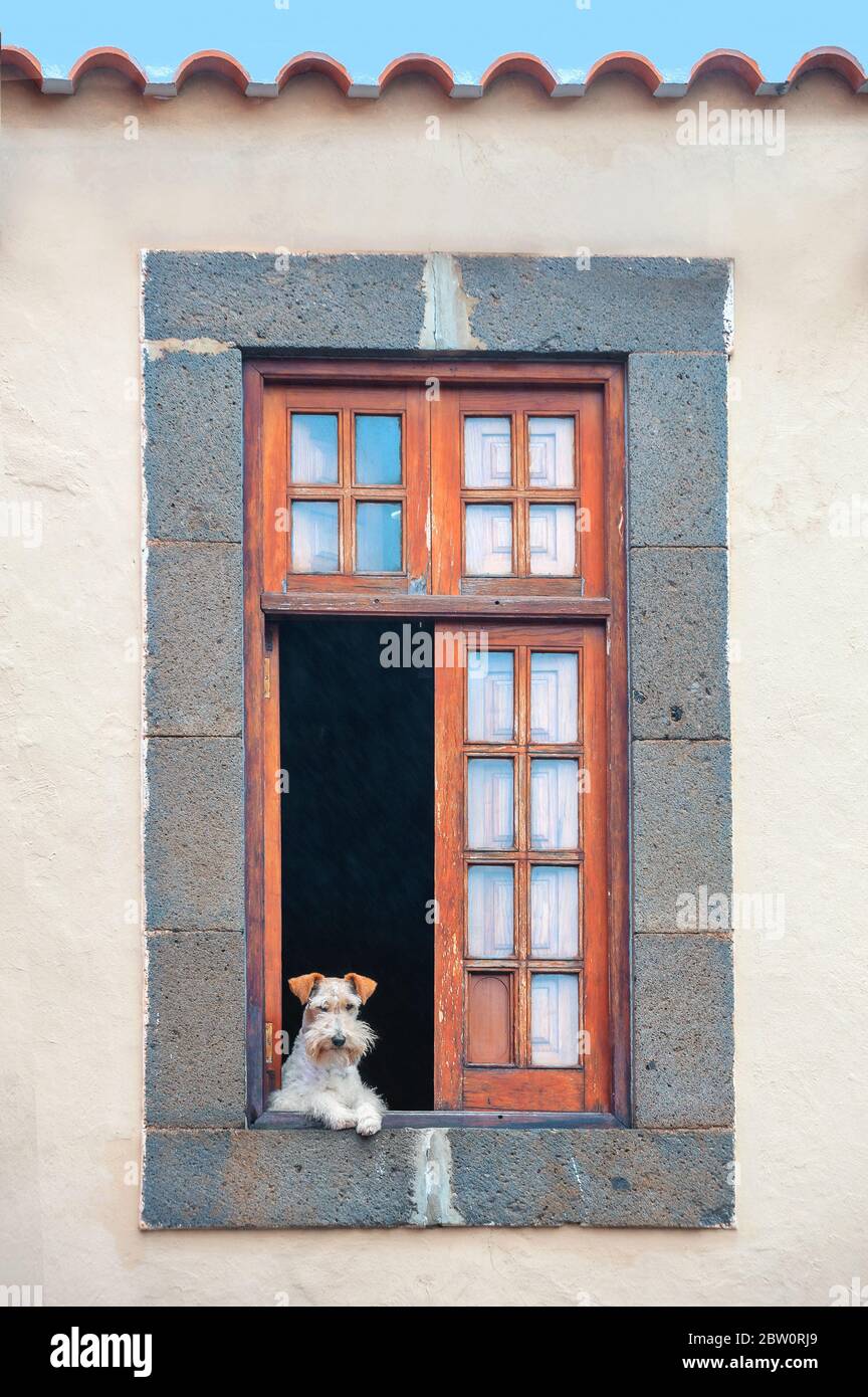 Petit chien solitaire qui donne sur la rue par la fenêtre ouverte. Concept d'auto-isolement, de quarantaine Banque D'Images