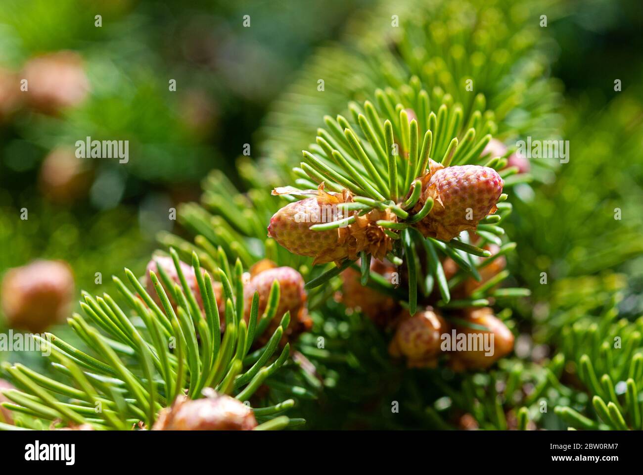 Bourgeons d'épinette en fleurs de près, végétation de Picea abies au printemps Banque D'Images