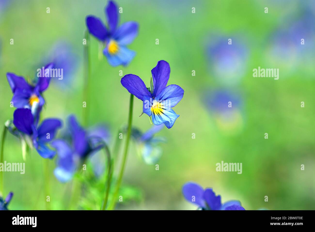 Petites fleurs de pansy bleu sauvage sur le pré de printemps (Viola tricolor L. Violaceae) Banque D'Images