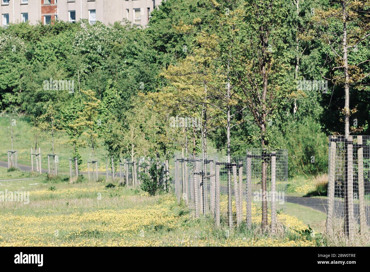 Rangée de jeunes arbres le long d'un sentier dans un parc de la propriété du conseil avec logement en arrière-plan Banque D'Images