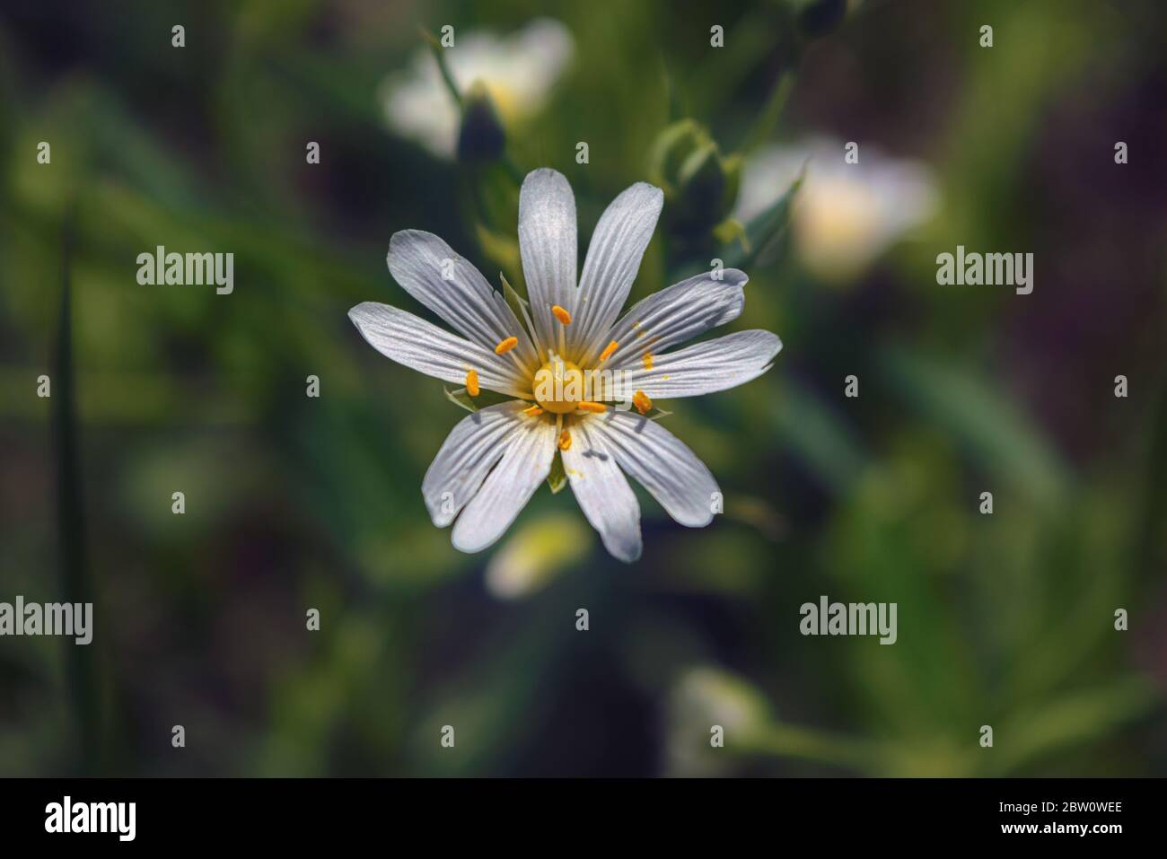 Un champ de stellaria Media fleurs dans la forêt. Banque D'Images