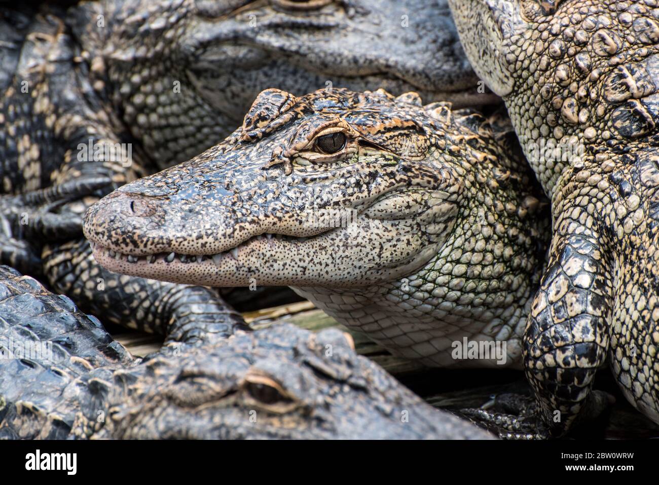 Une pile d'alligators. Banque D'Images