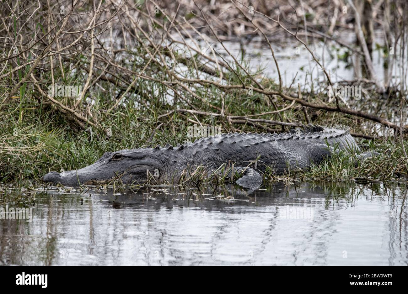 Un gros alligator se trouve au soleil sur les rives d'un marais. Banque D'Images
