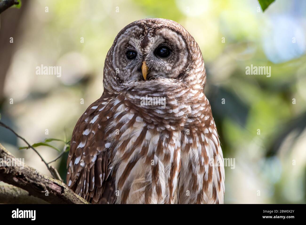 Un hibou barré dans un arbre. Banque D'Images