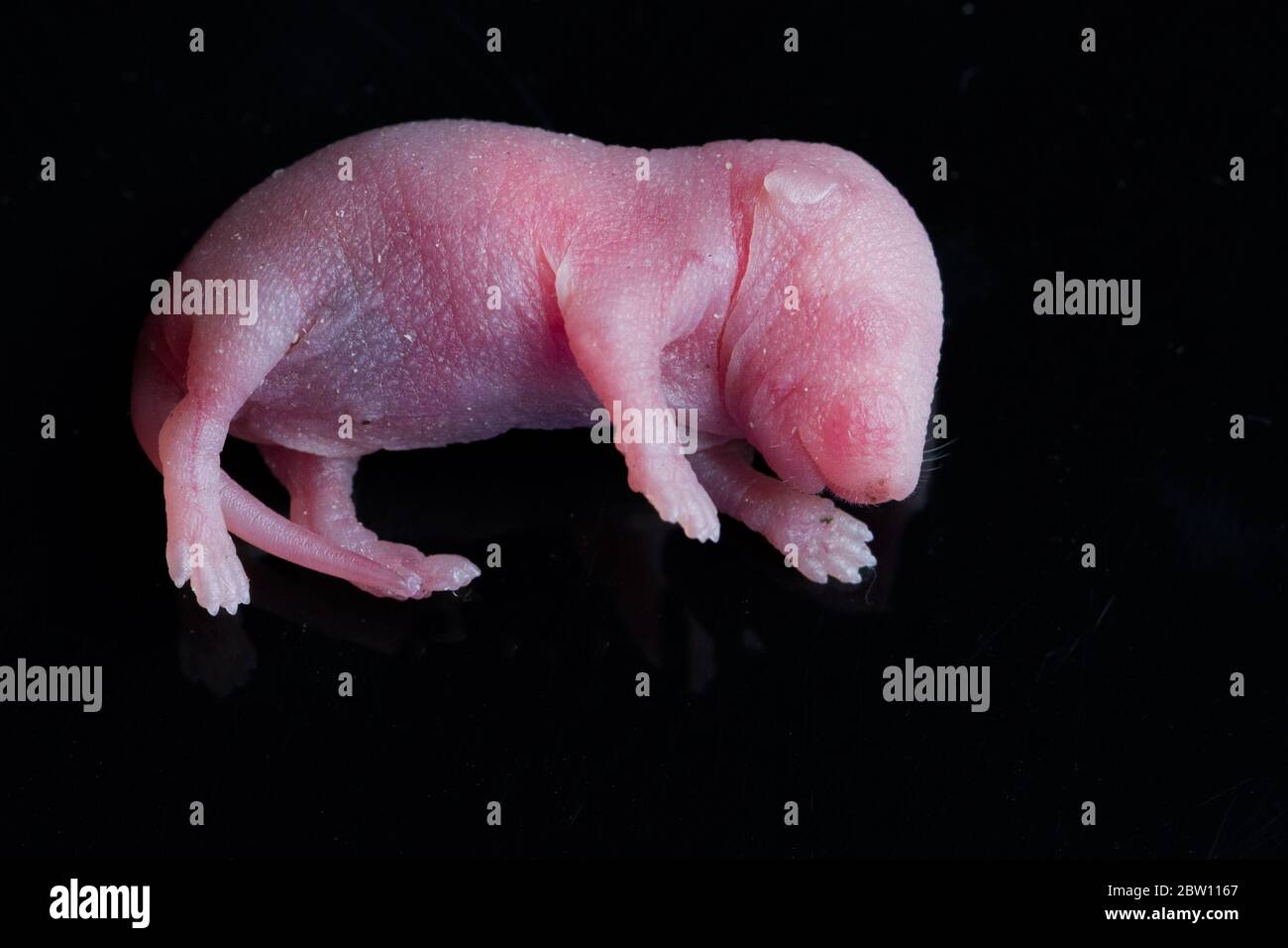 Portrait Du Bebe Rat Sur Fond Noir Photo Stock Alamy