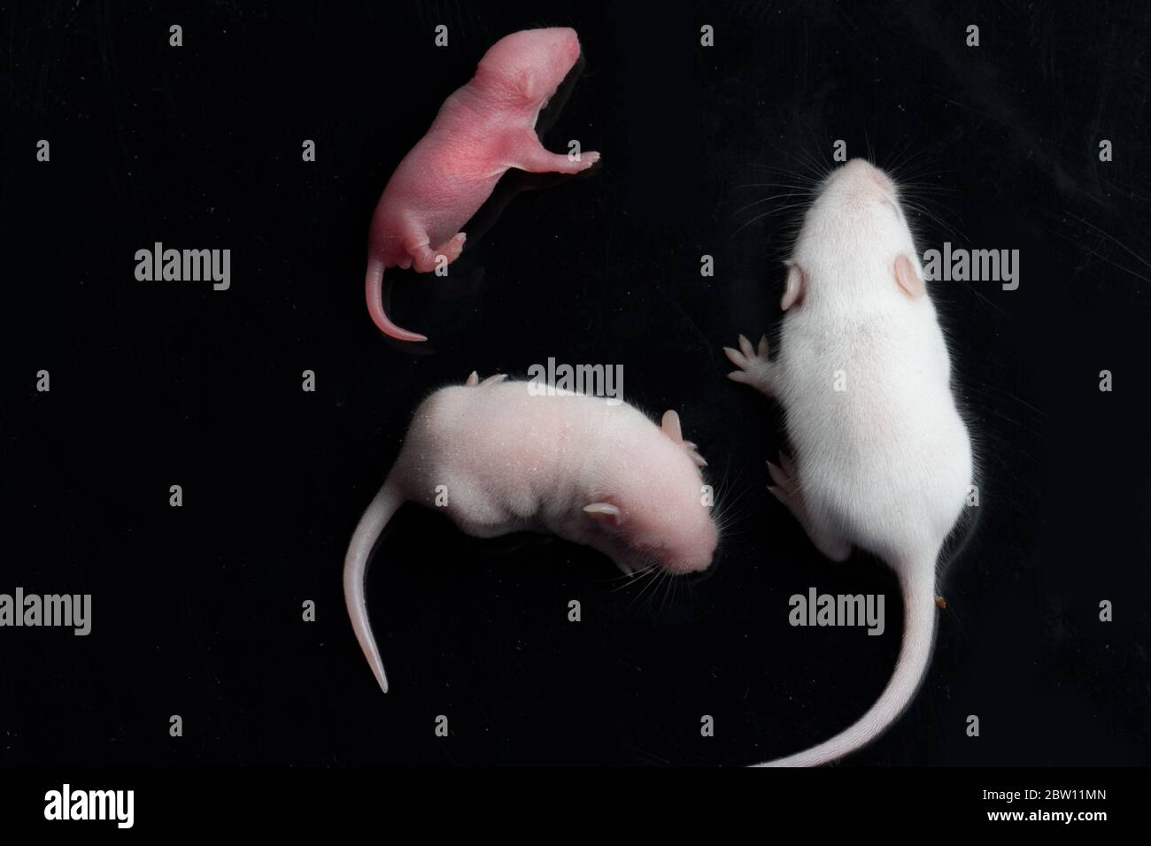 Portrait Du Bebe Rat Sur Fond Noir Photo Stock Alamy