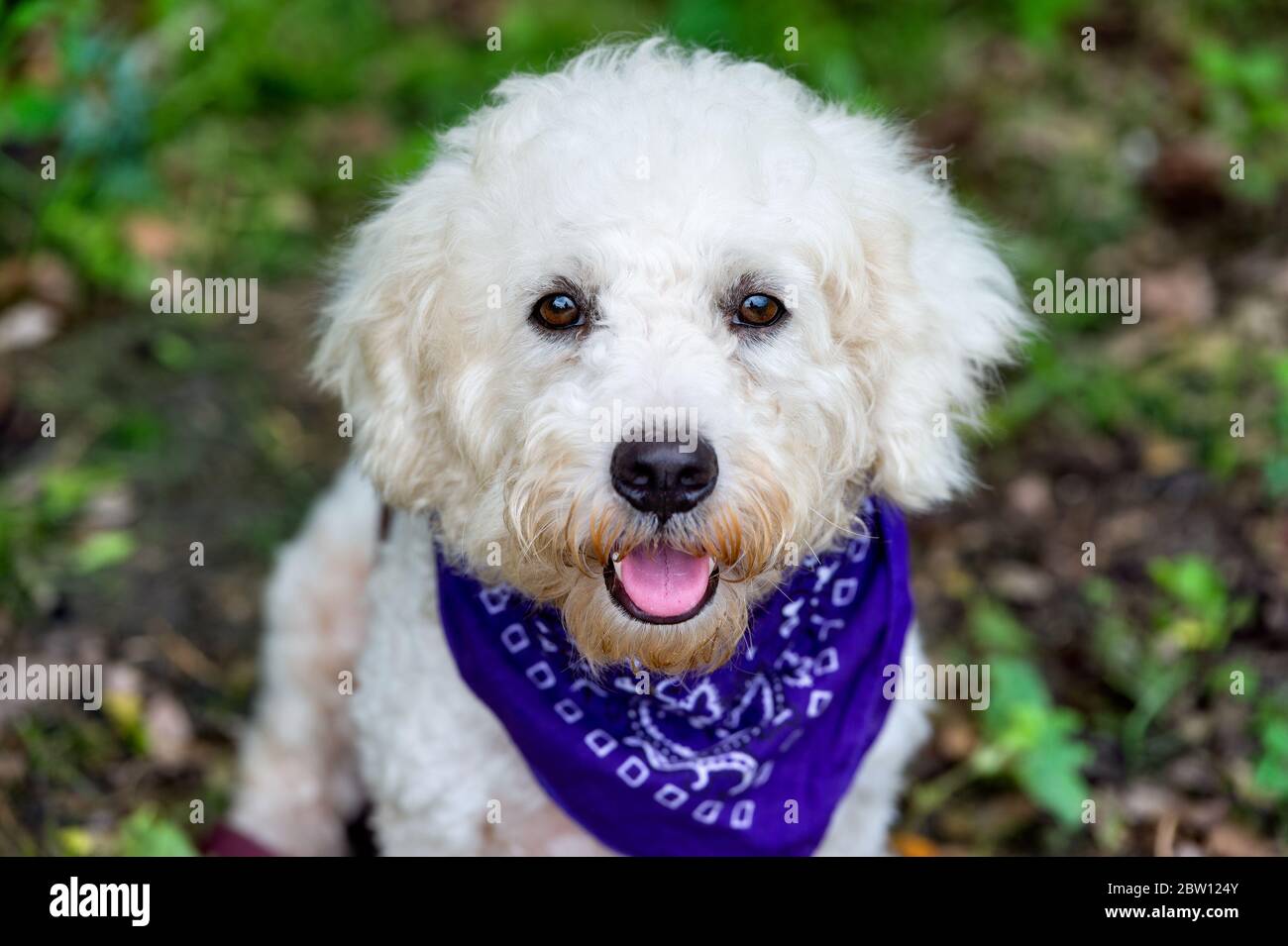 Un joli chien blanc portant un bandana violet regarde l'appareil photo Banque D'Images