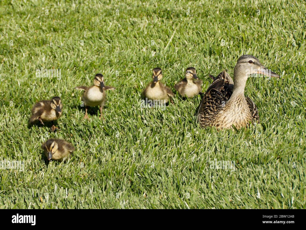 Une femelle (poule) de canard collard regarde sur sa couvée de cinq petits canetons en Californie du Sud Banque D'Images