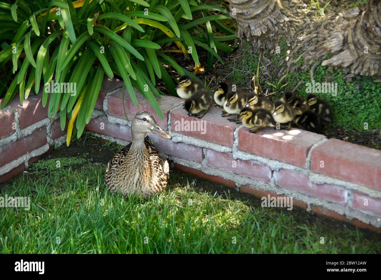 Une femelle (poule) de canard colvert et sa couvée de dix petits canetons dans une cour du sud de la Californie Banque D'Images