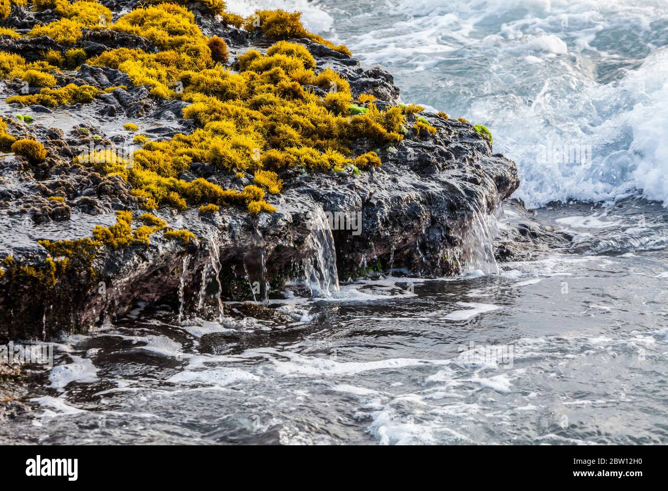 Algues qui poussent sur les rochers de lave au bord de l'océan, parc de la plage de Wawaloli Banque D'Images