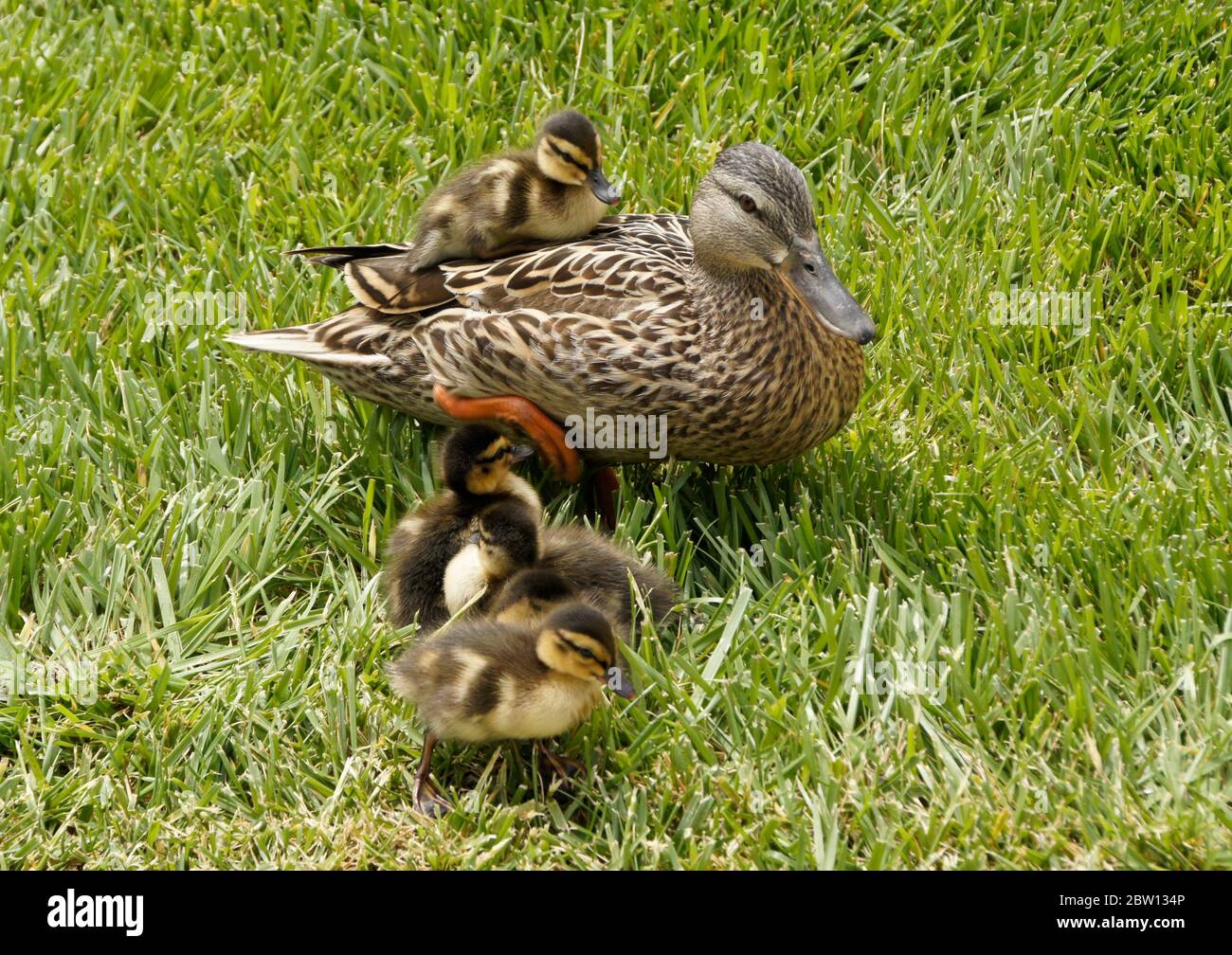 Femelle (poule) canard colvert et canetons marchant dans l'herbe et une circonscription sur son dos, Californie du Sud Banque D'Images