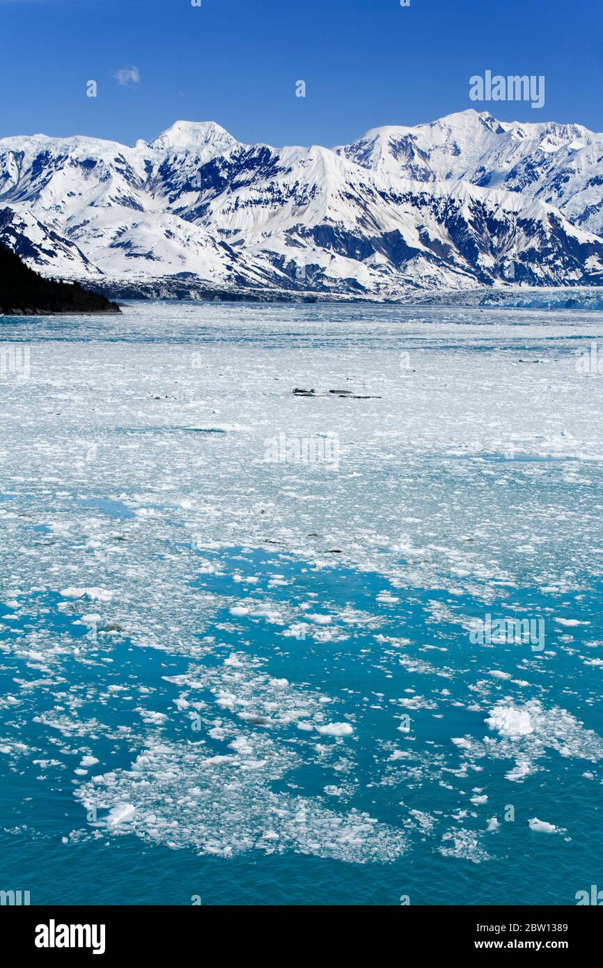 Glacier Hubbard, baie de Yakutat, golfe de l'Alaska, sud-est de l'Alaska, États-Unis, Amérique du Nord Banque D'Images