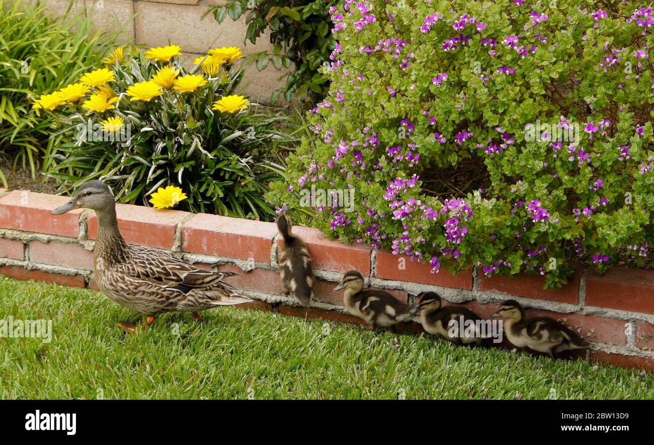 Femelle (poule) canard colvert avec canetons dans l'arrière-cour de la maison de Californie du Sud Banque D'Images