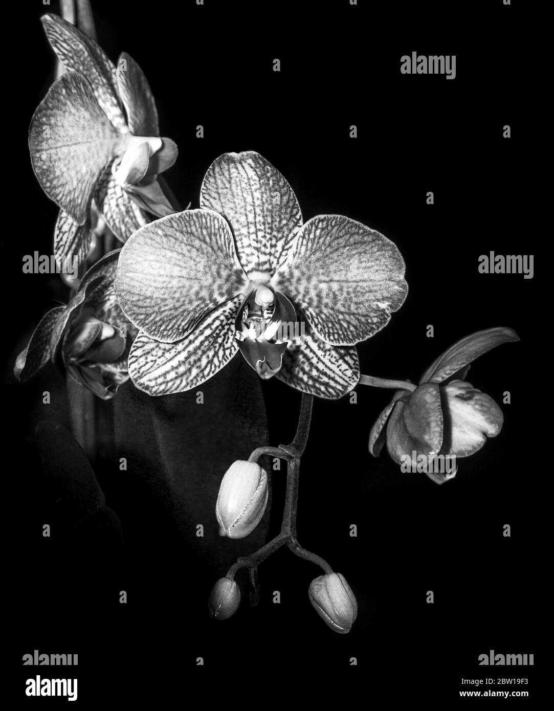 Image de moody d'orchidée noire et blanche Banque D'Images