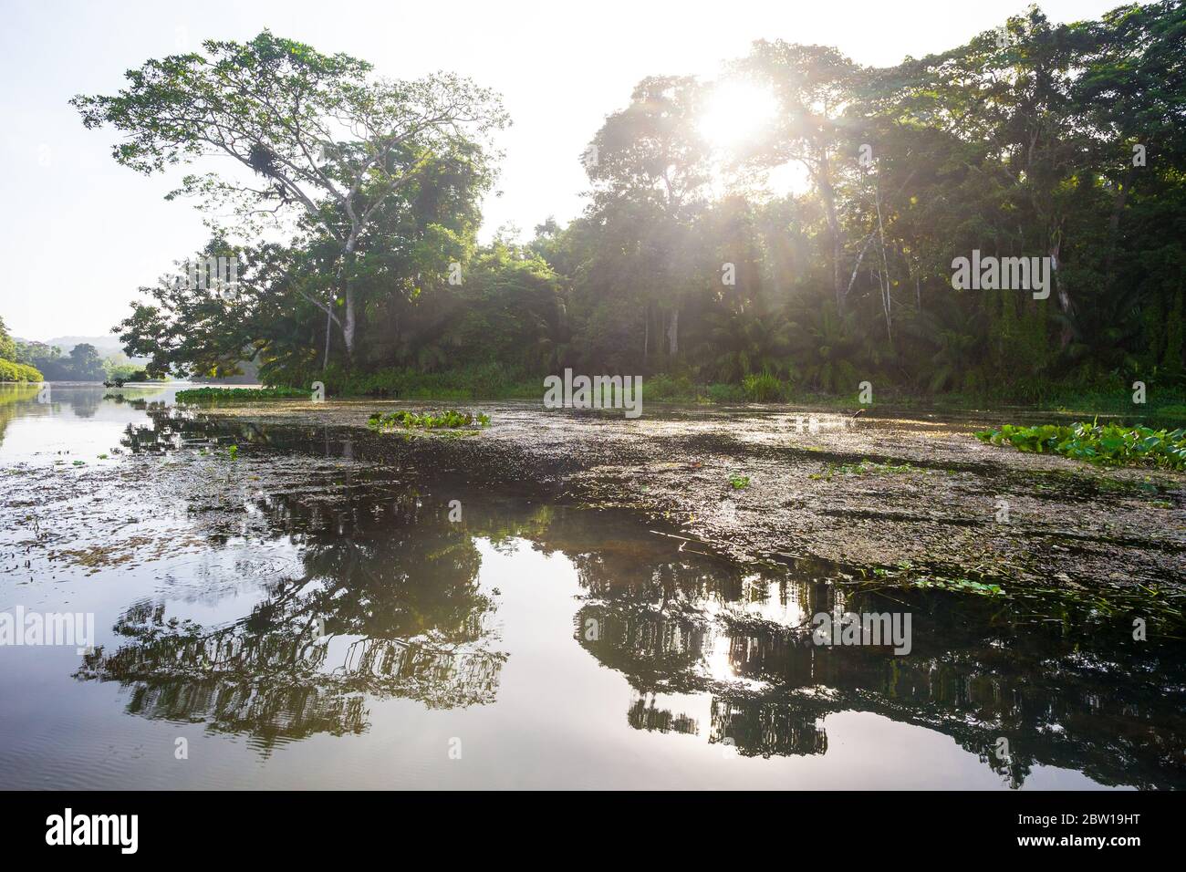 Tôt le matin, lumière du soleil sur le Rio Chagres et la forêt tropicale luxuriante du parc national de Soberania, République du Panama. Banque D'Images