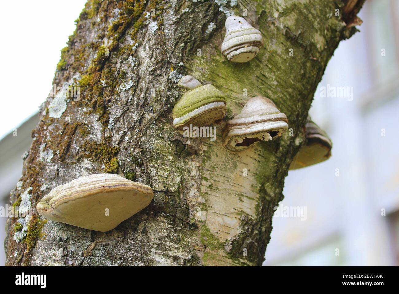 Un champignon de bois sur le tronc d'un bouleau. Champignon parasite sur un arbre. Texture de l'écorce et de la mousse. Banque D'Images