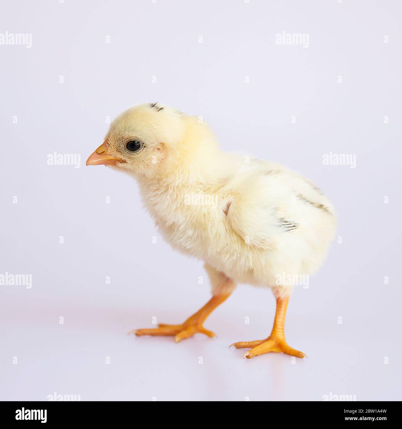 Mignons petits poussins isolés sur fond blanc. Banque D'Images