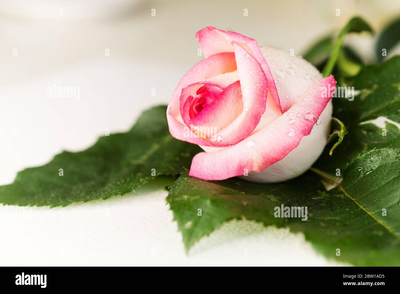 Photo d'une belle rose blanche avec des pétales foncés et des feuilles  mouillées après la pluie sur fond blanc. Gouttes de rosée sur les pétales  de rose du jardin. Mise au point