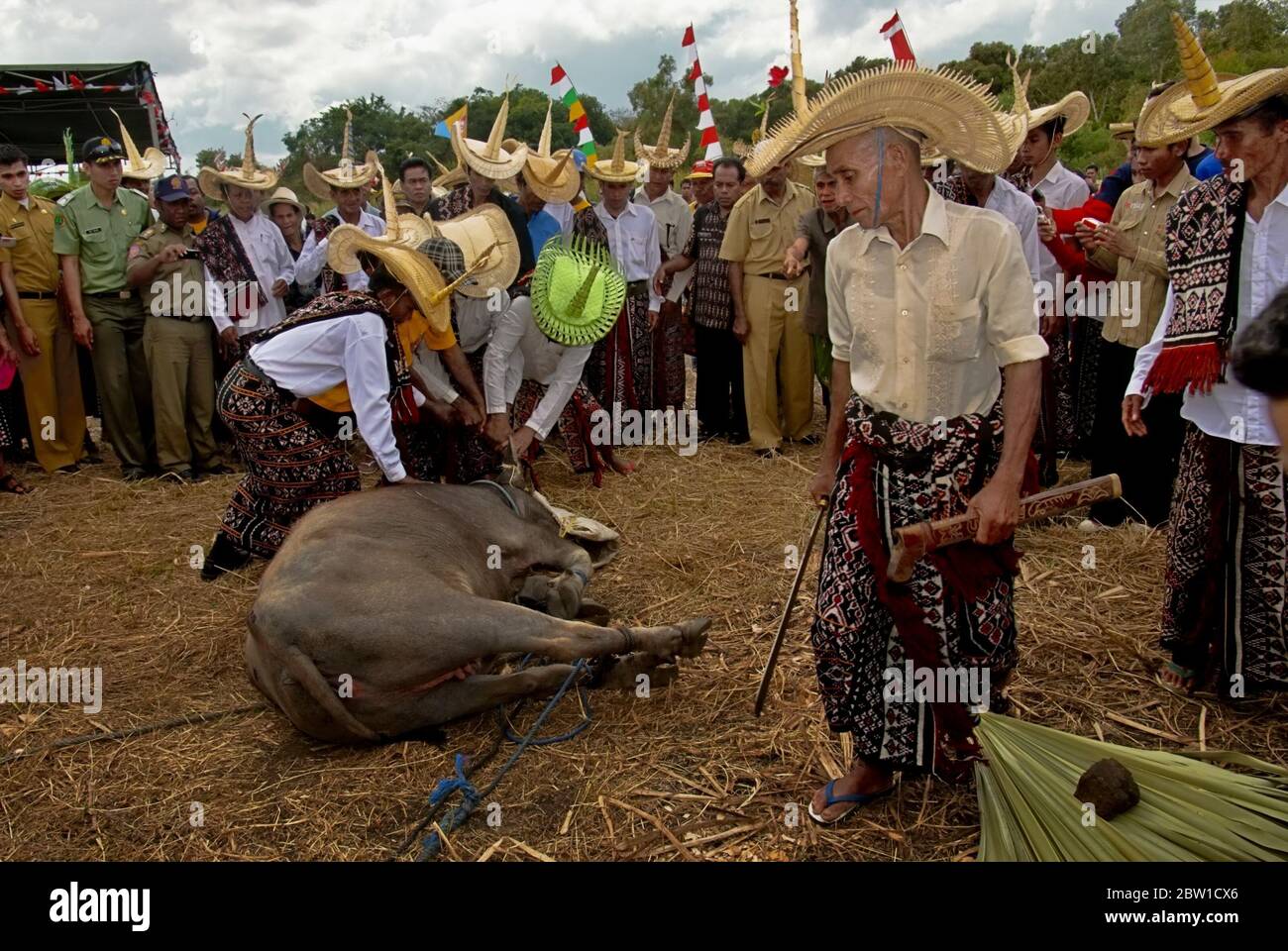 Abattage de buffles dans une cérémonie traditionnelle à l'île de Rote, en Indonésie. Banque D'Images