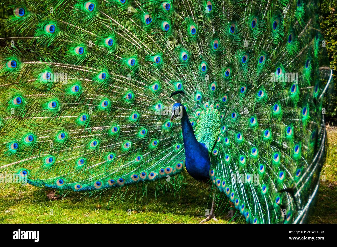 Un mâle (paons peacock) avec ses plumes de queue en éventail complet afficher. Photo prise dans les jardins du château de Warwick. Banque D'Images
