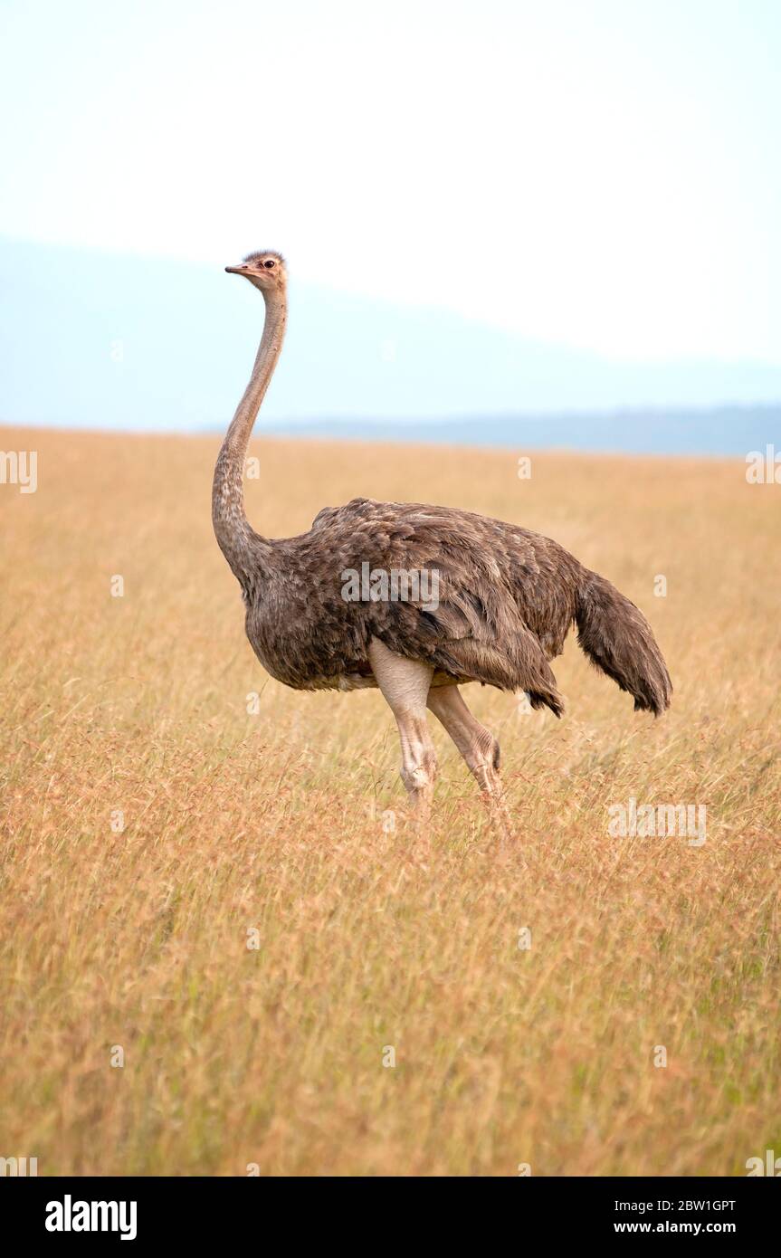 Femme Masai ostrich, Struthio camelus massaicus, dans la réserve nationale de Masai Mara. Kenya. Afrique. Banque D'Images