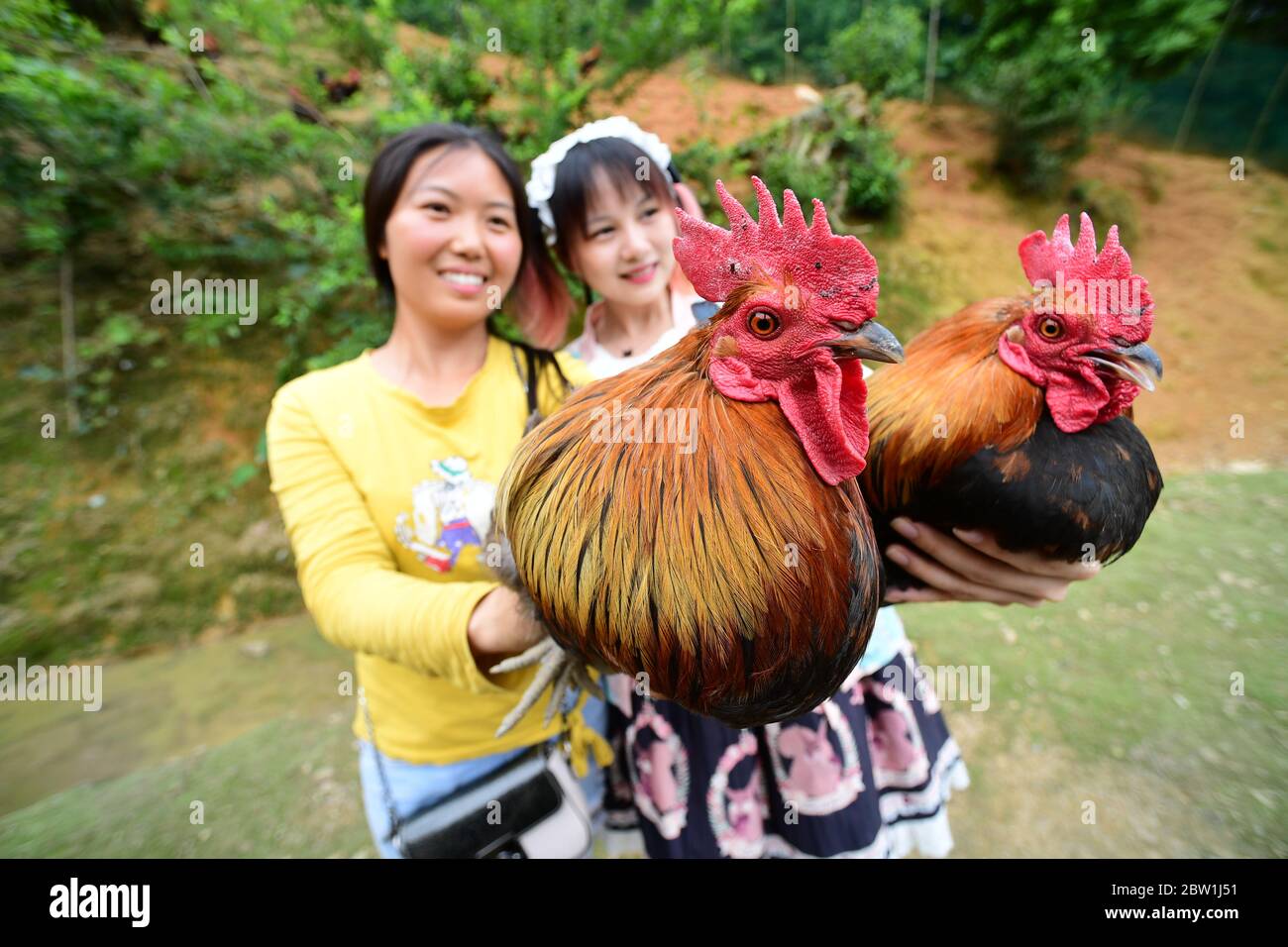 (200529) -- TIANZHU, 29 mai 2020 (Xinhua) -- Xiong Ying (L) vend des coqs de maison en direct dans le village de Jinshan du comté de Tianzhu, dans la province de Guizhou, au sud-ouest de la Chine, le 28 mai 2020. Xiong Ying avait travaillé comme technicienne en électronique à Guiyang avant de quitter son poste en mai 2018 et de prendre la relève de sa ferme familiale de poulet. En novembre 2019, la ferme de poulet a pris de l’expansion grâce à un fonds de lutte contre la pauvreté financé par le gouvernement. Après l'épidémie de COVID-19, Xiong a exploré d'autres façons de vendre des poulets cultivés à domicile -- le magasin en ligne et le programme de vente en direct géré par l'ol-30 ans Banque D'Images