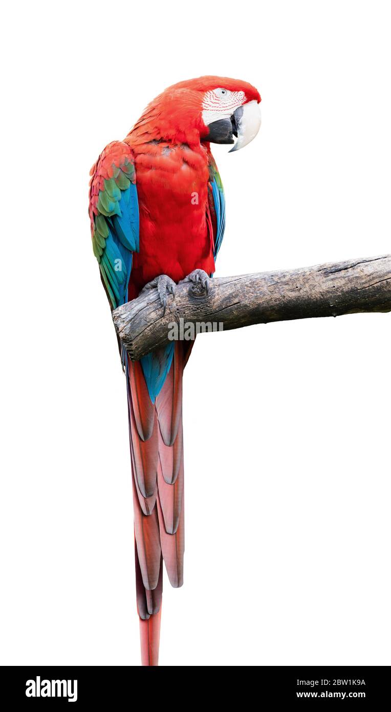 perroquet coloré avec des plumes rouges bleues vertes assis sur une branche d'arbre isolée sur un fond blanc Banque D'Images