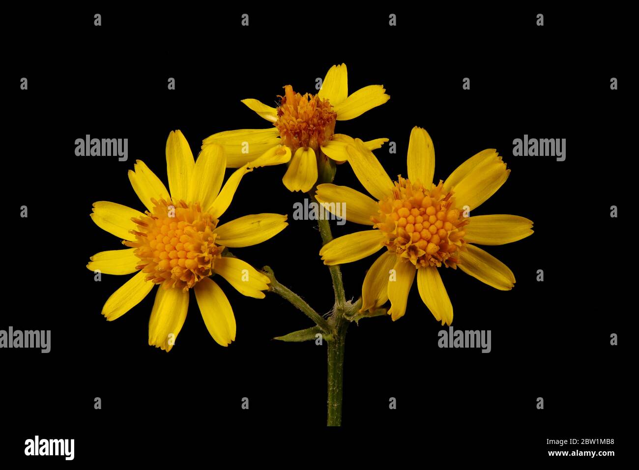 Ragobaea (Senecio jacobaea). Gros plan sur l'inflorescence Banque D'Images