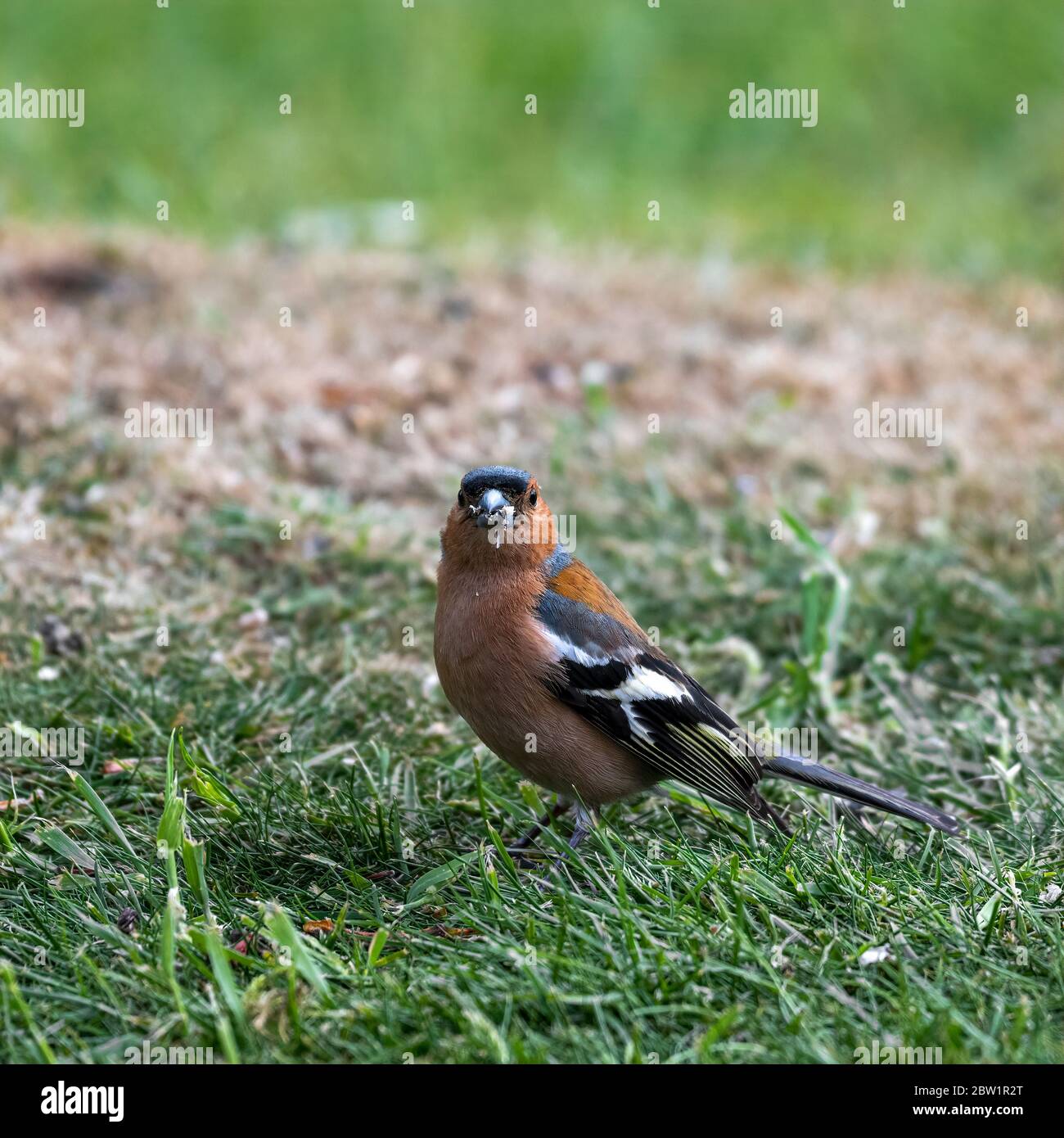 Les coelebs de Chaffinch Fringilla étaient dans l'herbe Banque D'Images