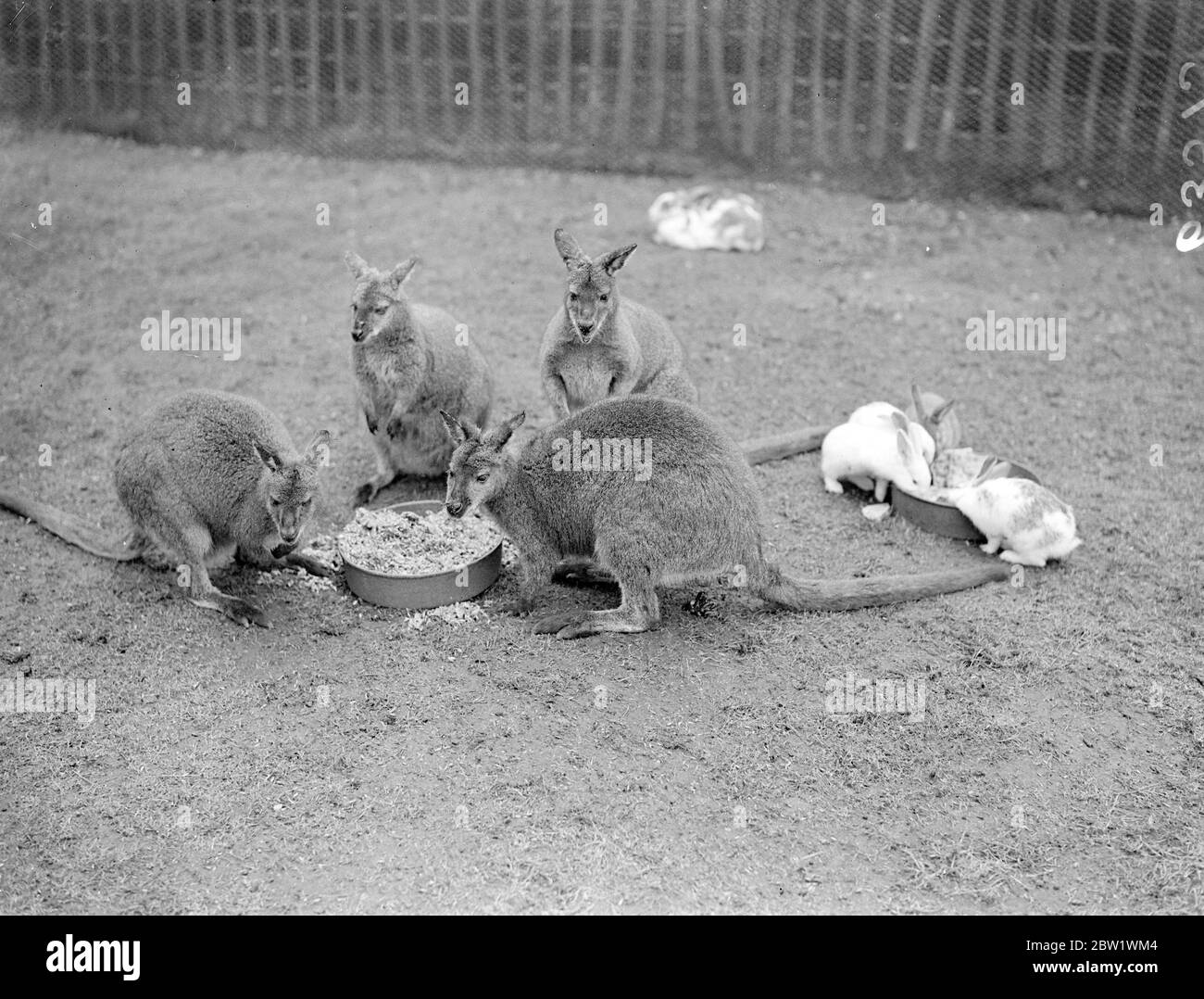 Repas au zoo de l'est de Londres. Les wallabies et les lapins s'installent pour déjeuner dans leur enceinte du parc Victoria. 16 avril 1937 Banque D'Images